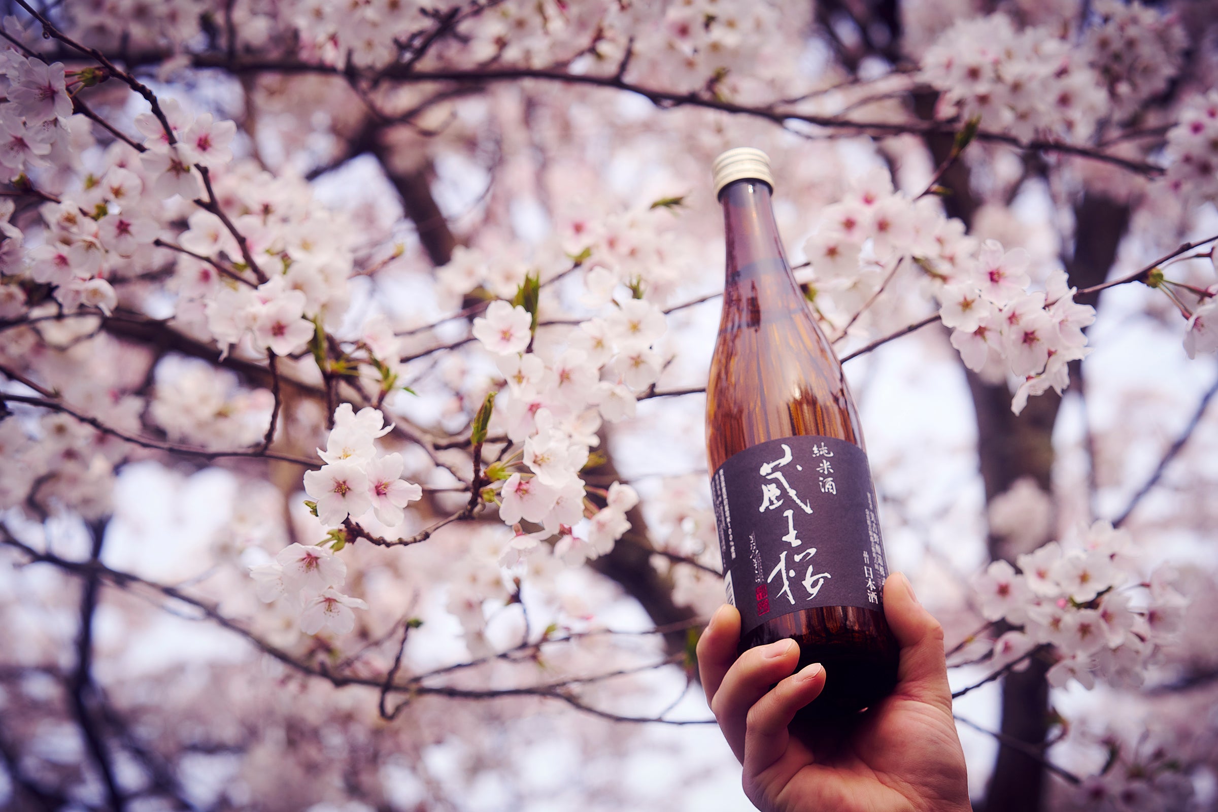 蔵王桜 純米 – 美吉野醸造ONLINE STORE