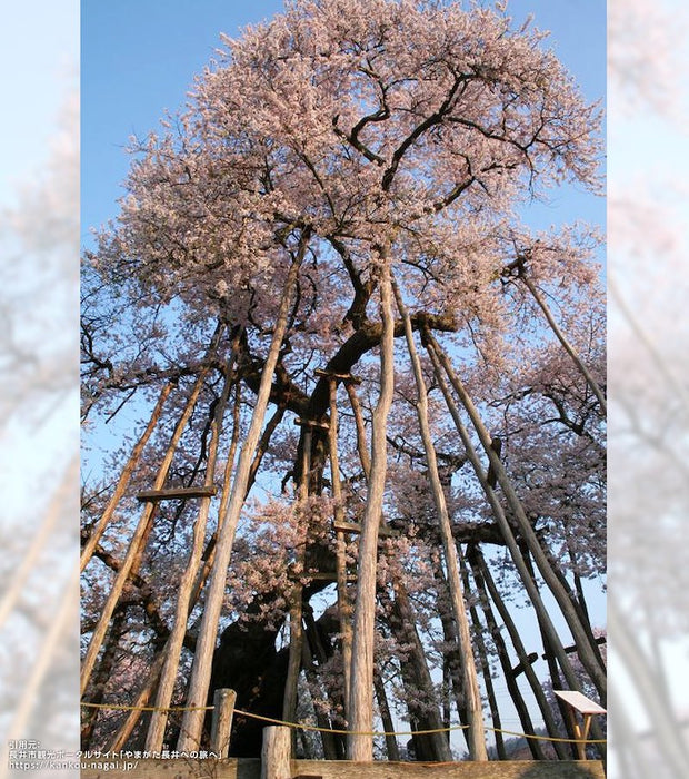 久保桜ブルームピンク・万年筆 パルム | 八文字屋OnlineStore