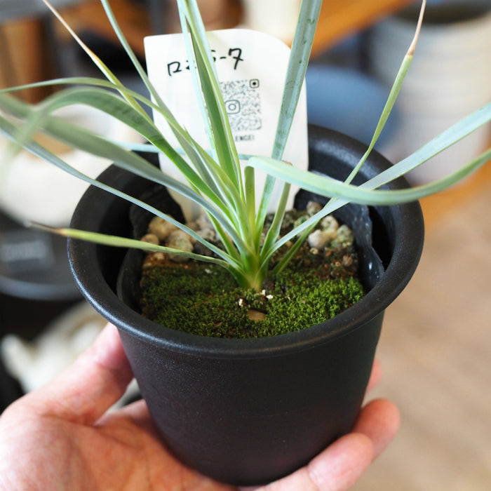 ユッカ ロストラータ 3.5号 – 鉢人