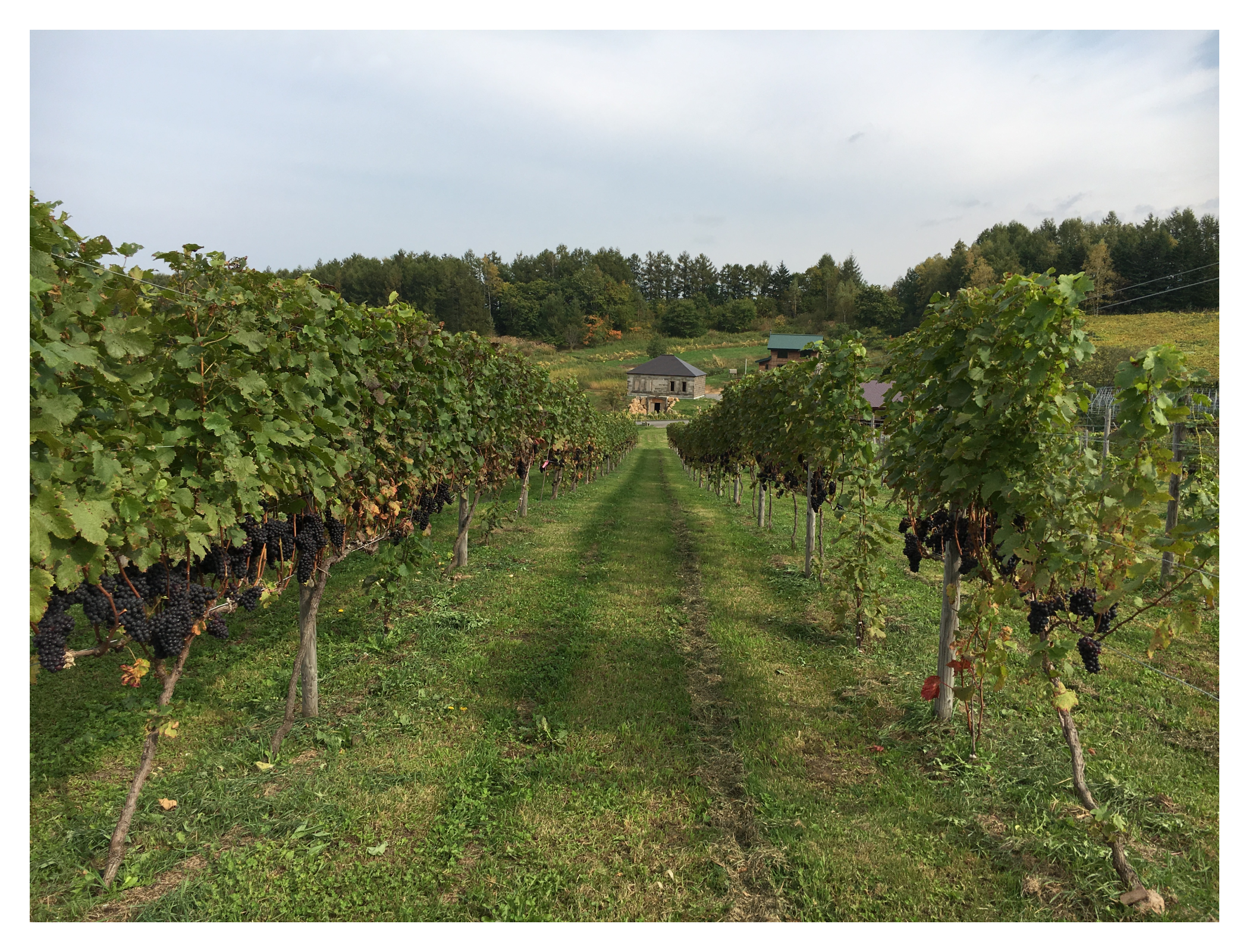 モンガク谷ワイナリー