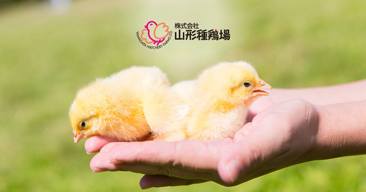 コマーシャル農場｜山形種鶏場 | 安心・安全・衛生的なひよこの安定供給