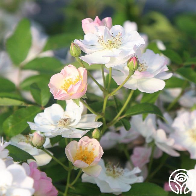 Never Forget Rose® | White Hybrid Musk Rose Bush – Heirloom Roses