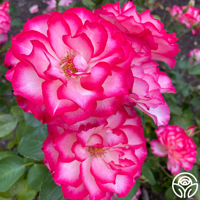 Nicole Floribunda Rose | Colorful Rose Bush – Heirloom Roses