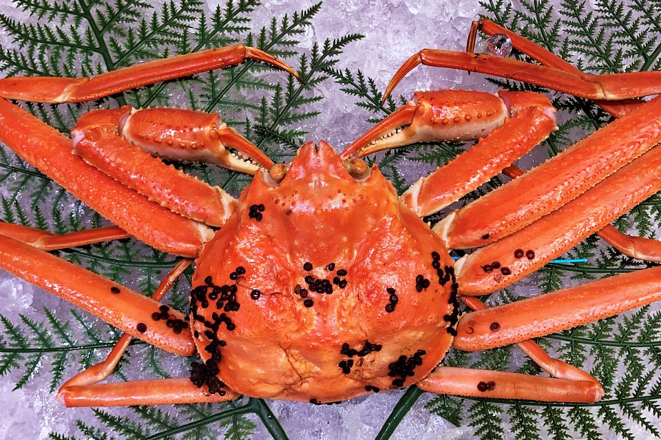 カニ販売中 | ひみ水産