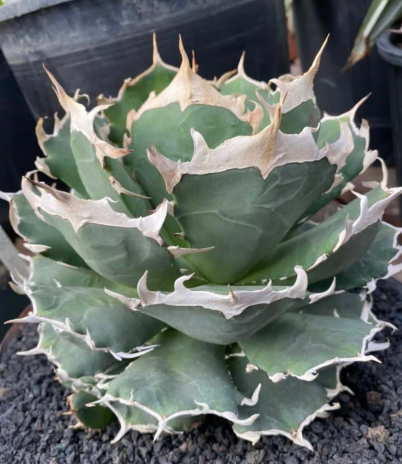 Agave 'Ivory Crown' – Hidden Agave