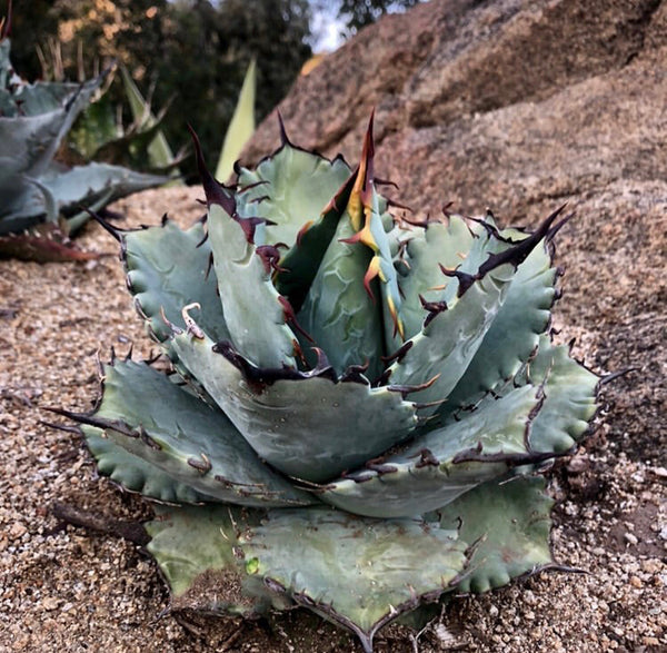 Agave TiMarg – Hidden Agave