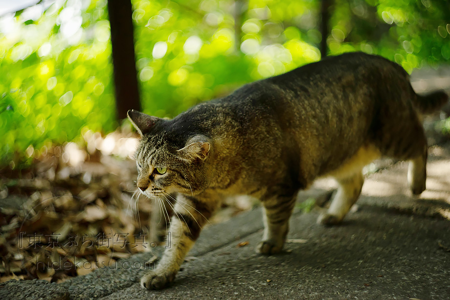 33【限定品】Art Photo Group 限定 ヘリオス44-2 33【限定品】Art