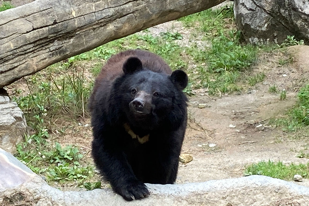 ツキノワグマ（ニホンツキノワグマ） - 平川動物公園公式サイト