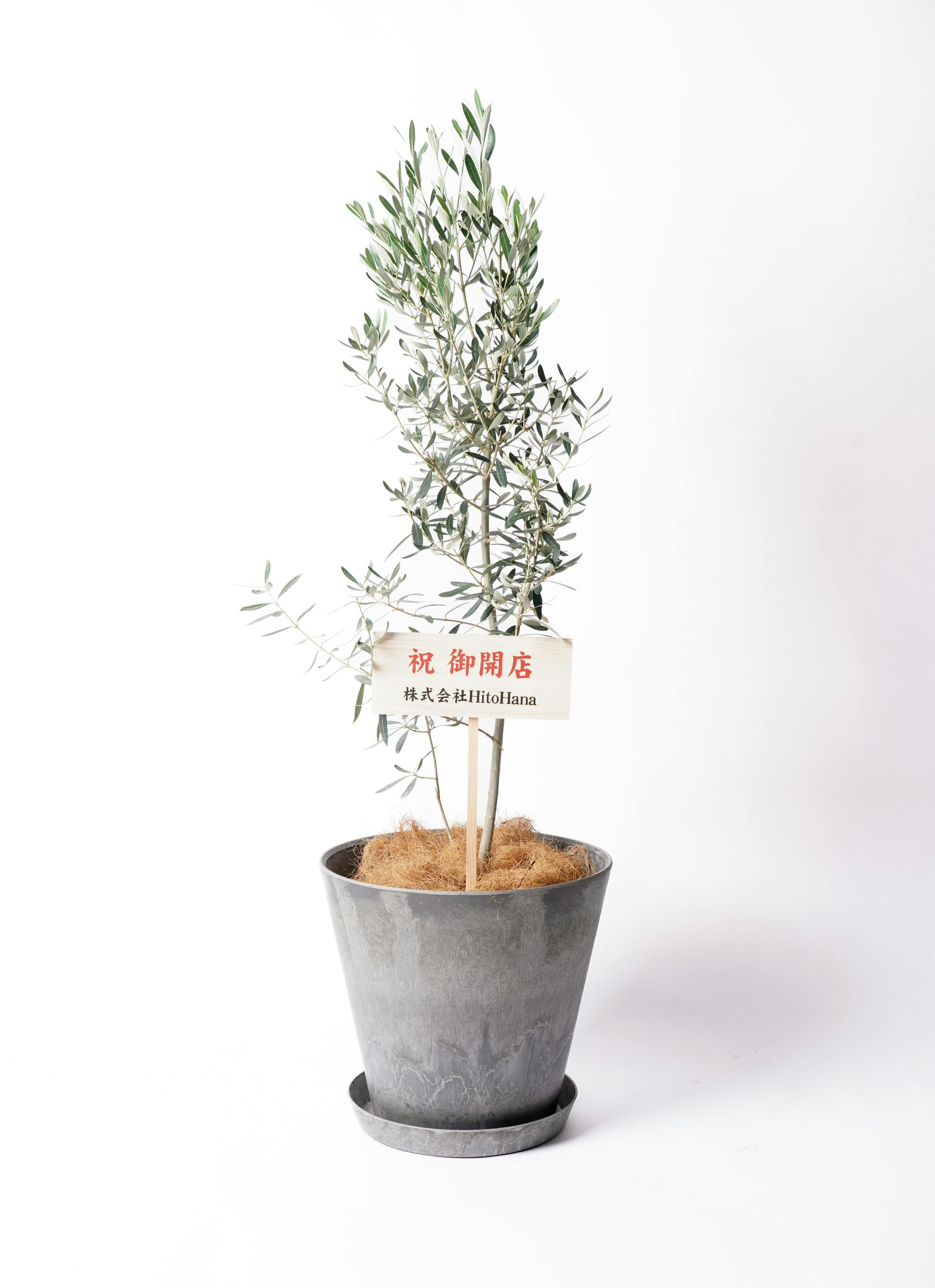 オリーブの木 チプレッシーノ | 観葉植物 | 送料無料でお届け