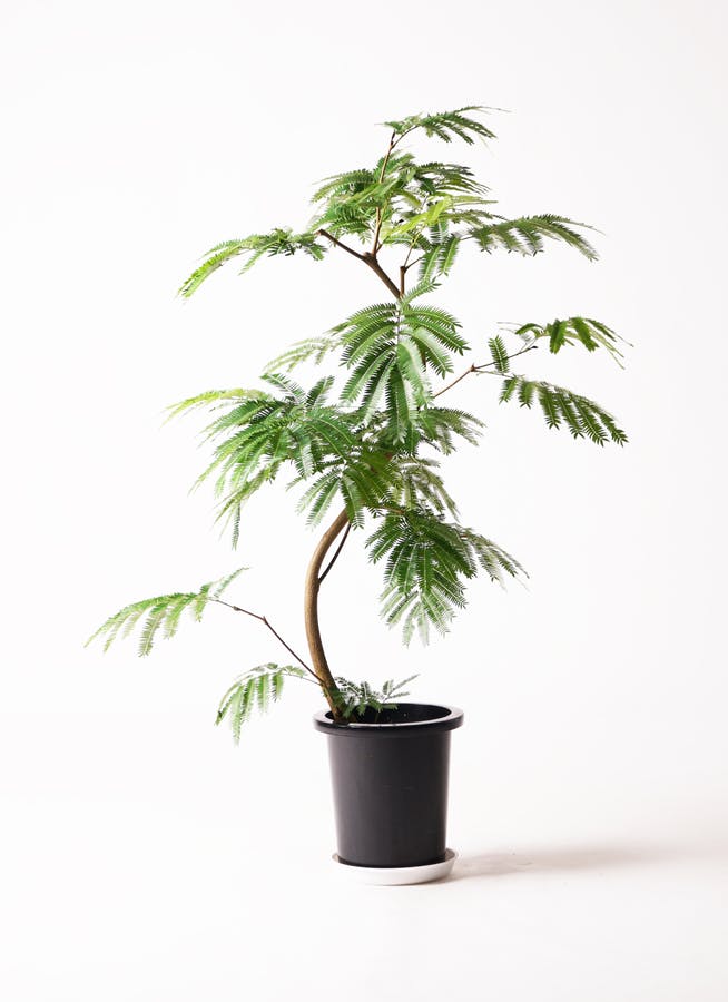 観葉植物 エバーフレッシュ 8号 曲り プラスチック鉢 | 観葉植物なら