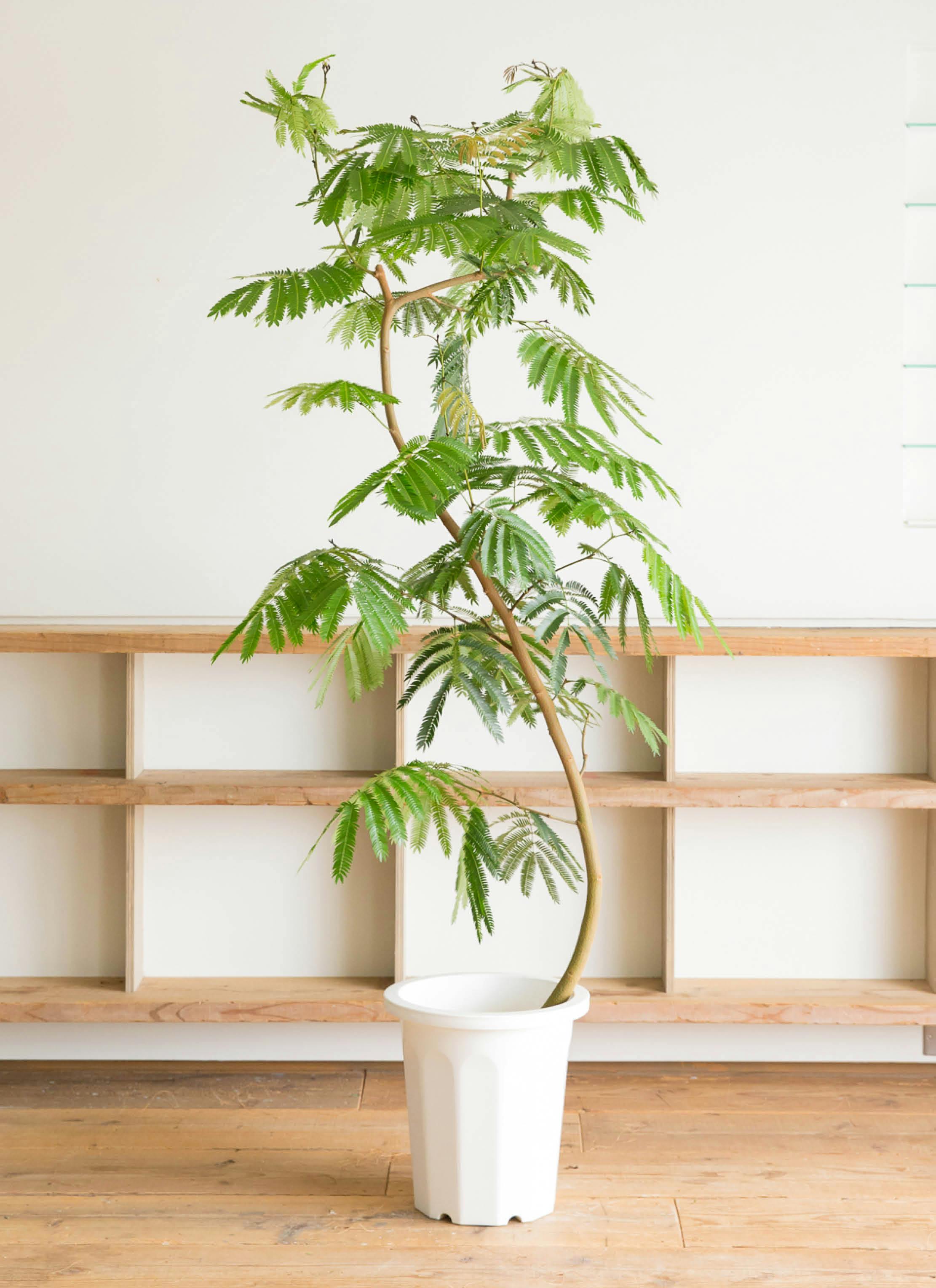 観葉植物 エバーフレッシュ 10号 曲り プラスチック鉢 | 観葉植物なら