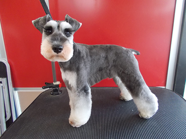 ミニチュアシュナウザー アーカイブ - HONEY&MILK