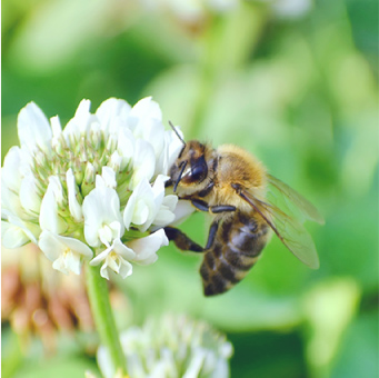 日本ミツバチ | 国産生はちみつ（蜂蜜）のセレクトショップ