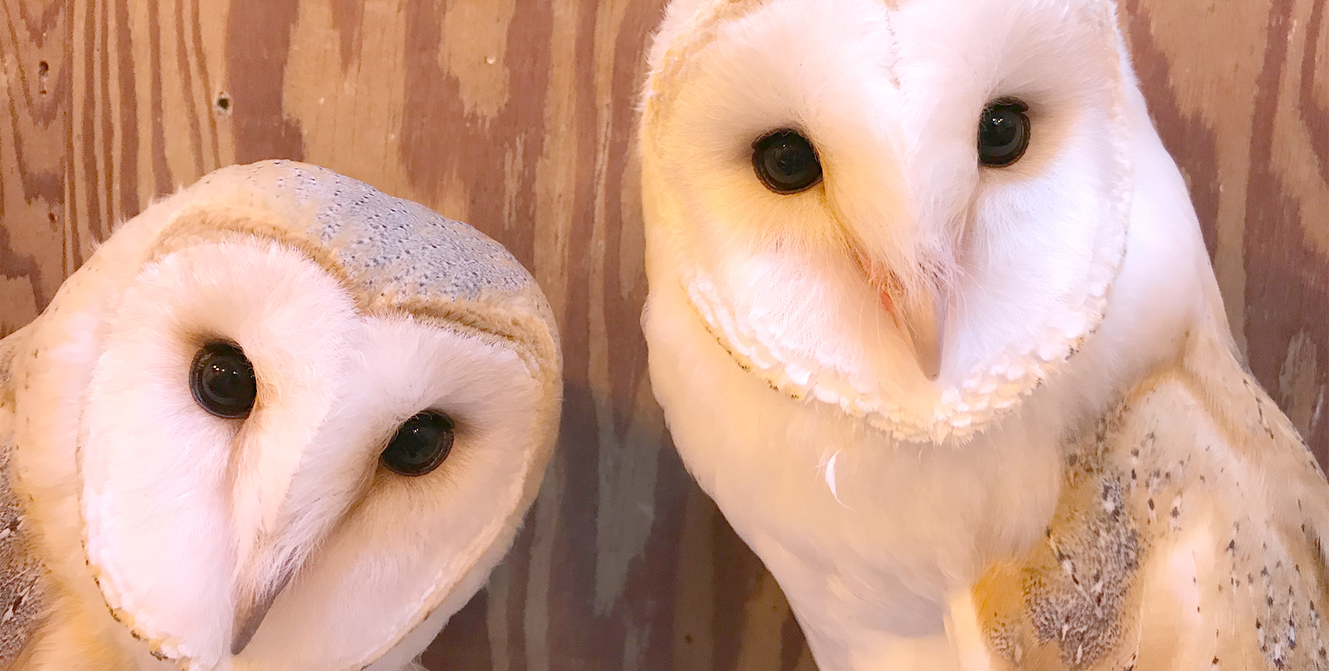 猛禽用移動ケージ SMサイズ