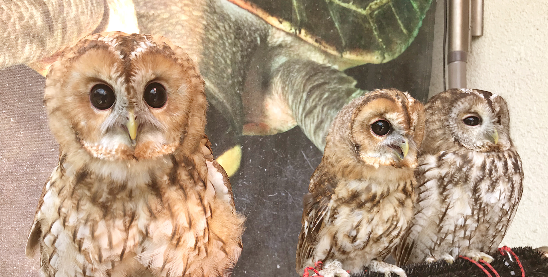 屋外用 スパイクファルコンブロック Sサイズ