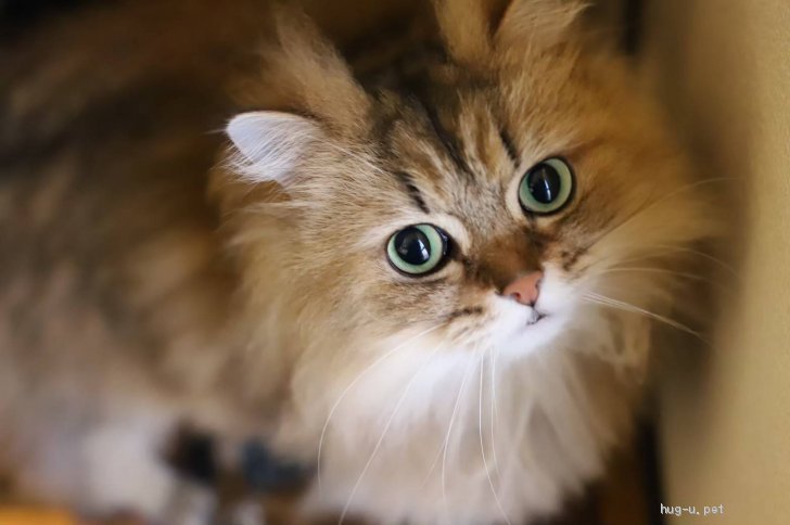 猫の里親募集】愛知県・チンチラペルシャ・チンチラ ゴールド 血統証有