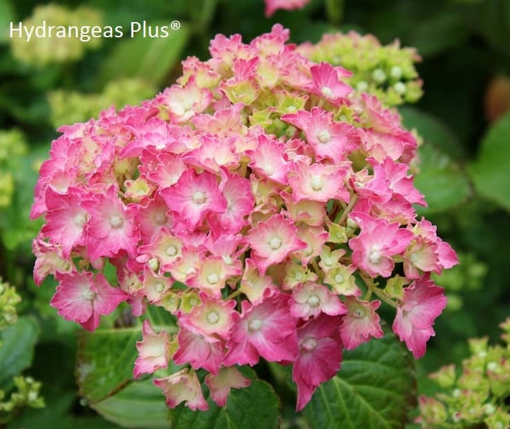 Hydrangea Macrophylla Parzifal – Hydrangeas Plus