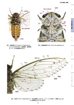 オオシマゼミ 昆虫 - 図鑑.jp