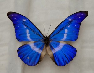 Morpho Helena | eBay