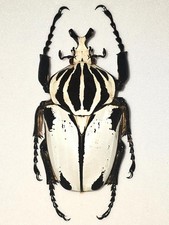 Goliathus beetles for collectors | Goliathus cacicus, atlas