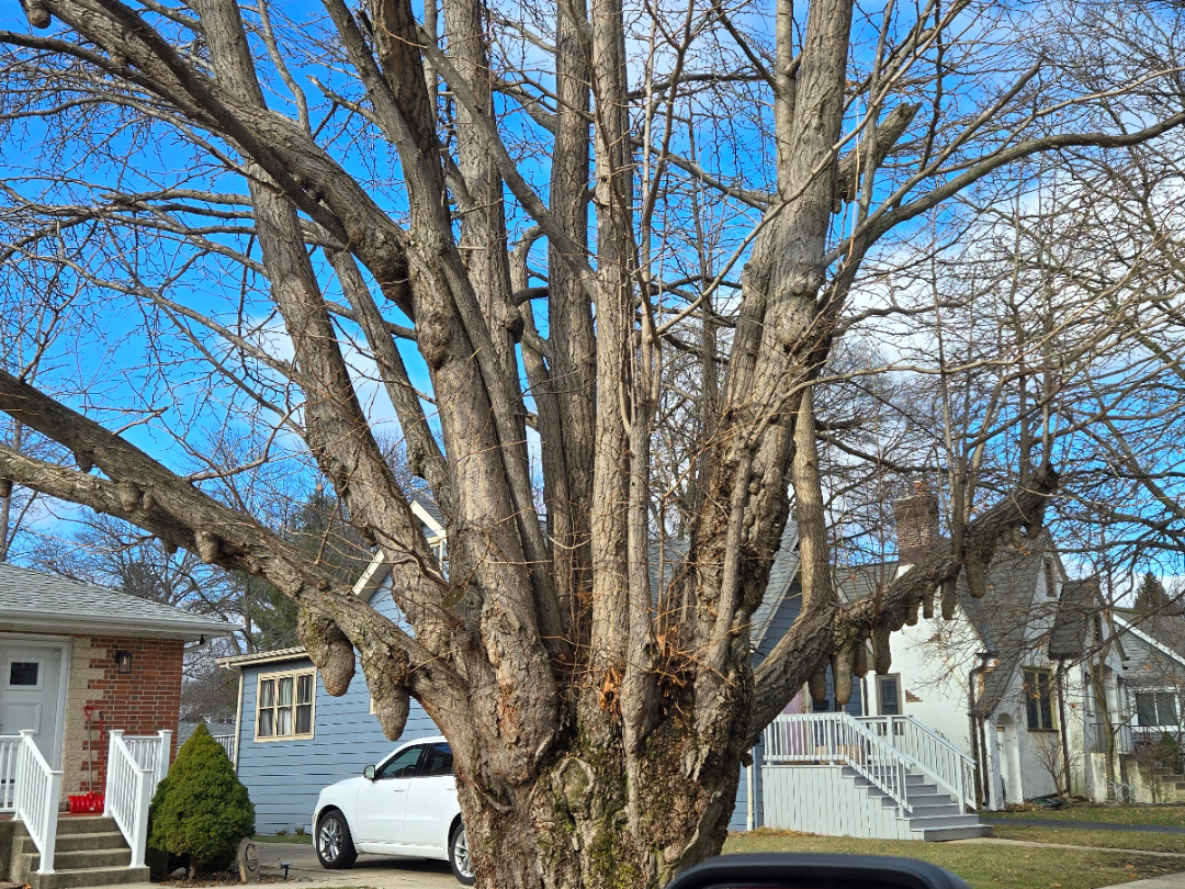 Why Does This Tree Look Like This? : r/arborists