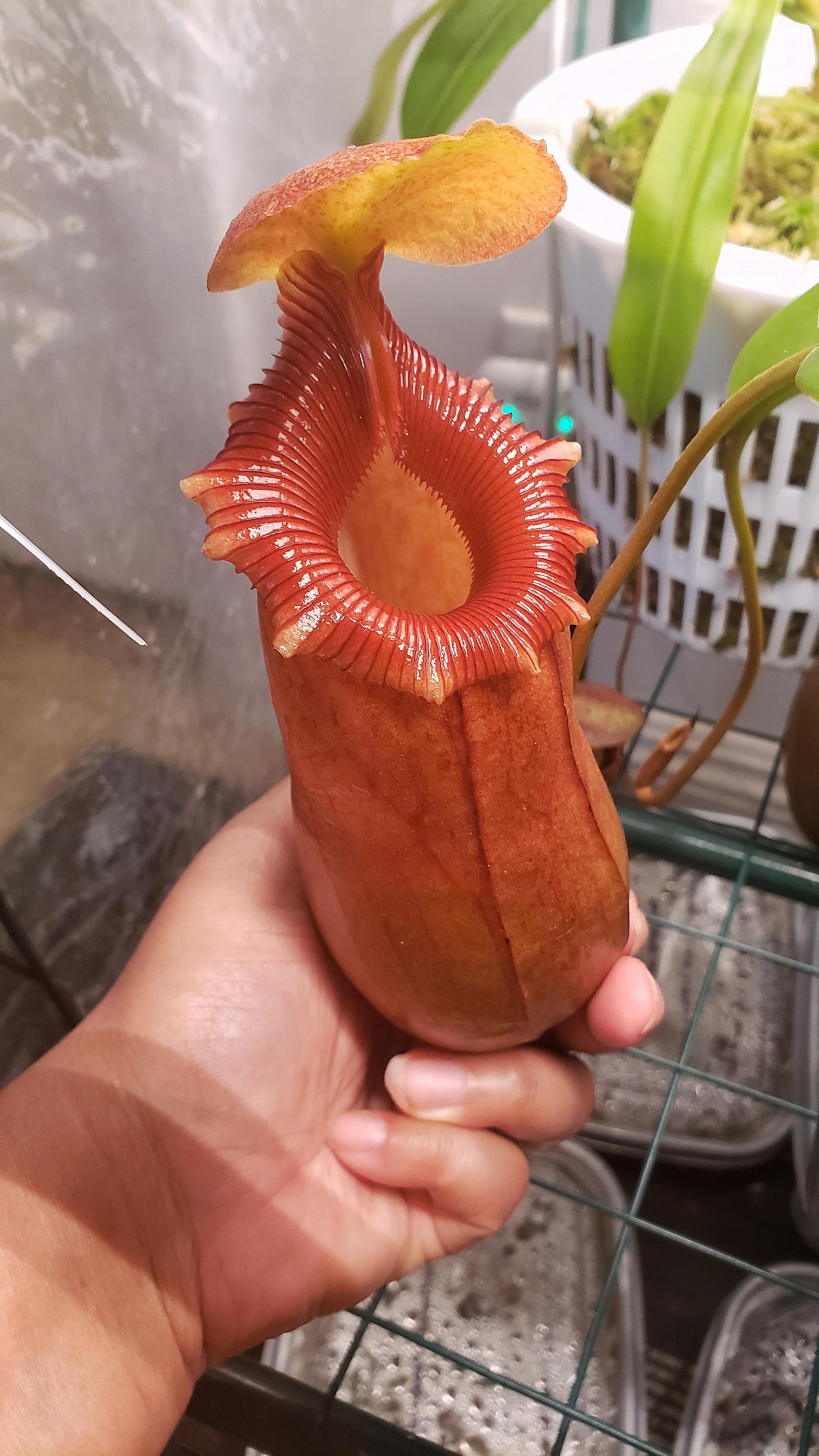 今日の最後はこれ N. (Ventricosa x Sibuyanensis) - Giant x