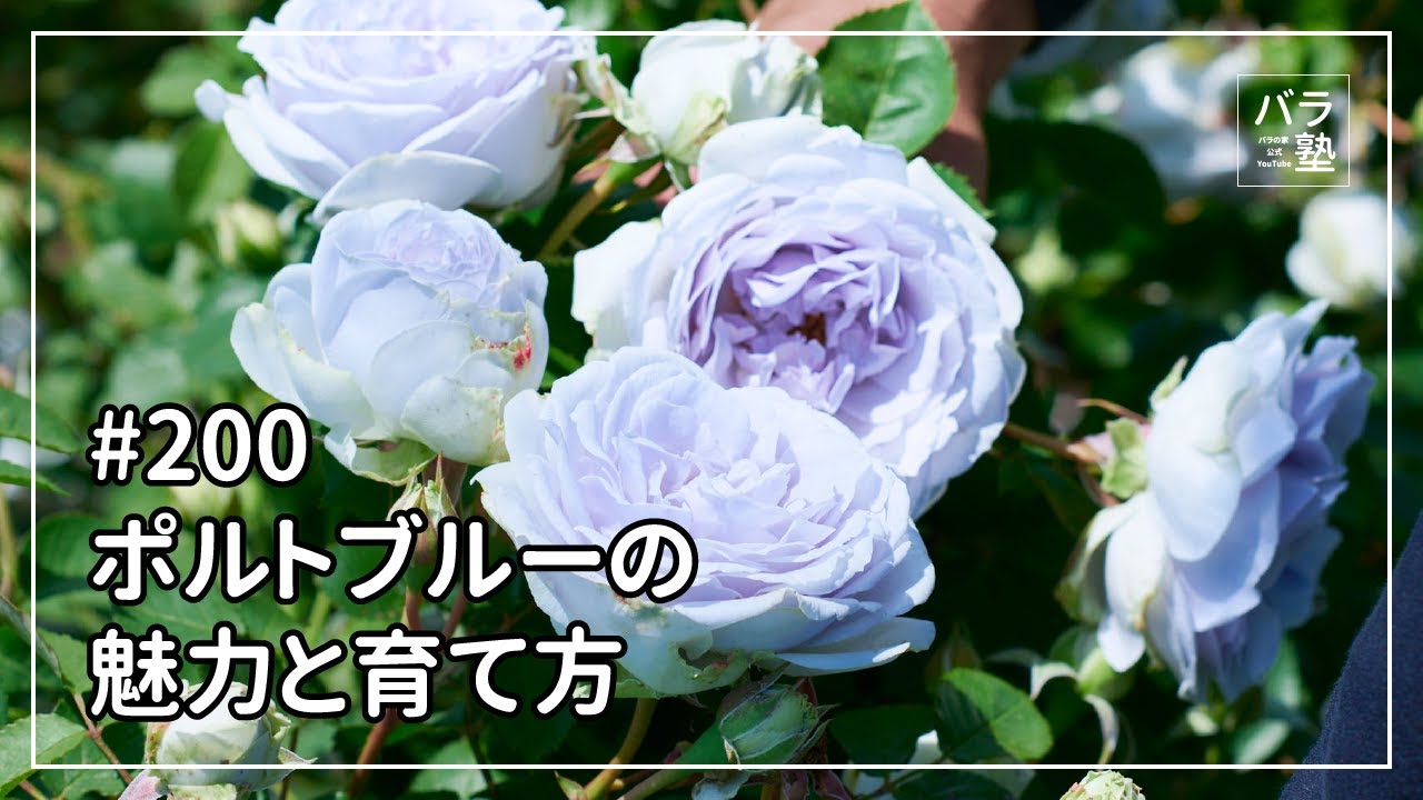 バラ苗【中苗】ポルトブルー 国産苗 6号鉢植え品［農林水産省 品種登録