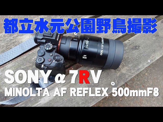 野鳥撮影】SONYα7RV & MINOLTA AF REFLEX 500mmF8【都立水元公園