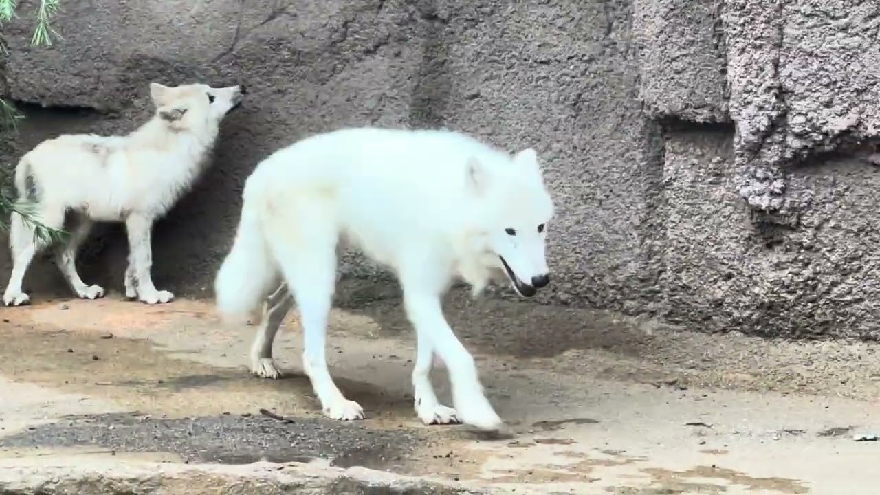 Arctic wolf 幻の白いオオカミ ホッキョクオオカミの親子展示 那須