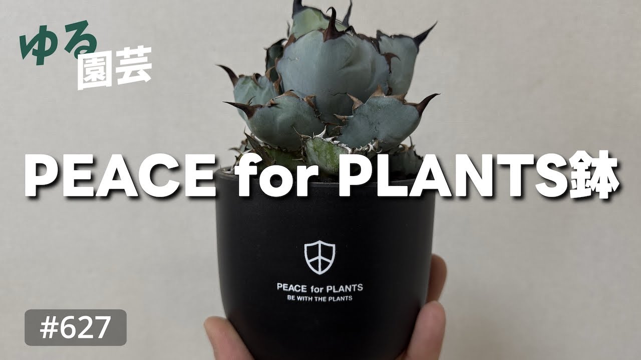 vlog: 627 「アガベ ブラック・アンド・ブルーをPEACE for PLANTS鉢に