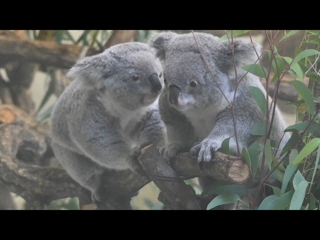 多摩動物園コアラ親子koala 2025年10月9日 - YouTube