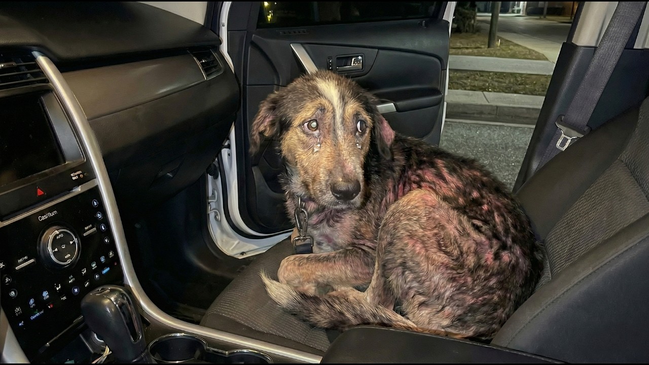 My Gift to You Fuku-chan #623 - YouTube