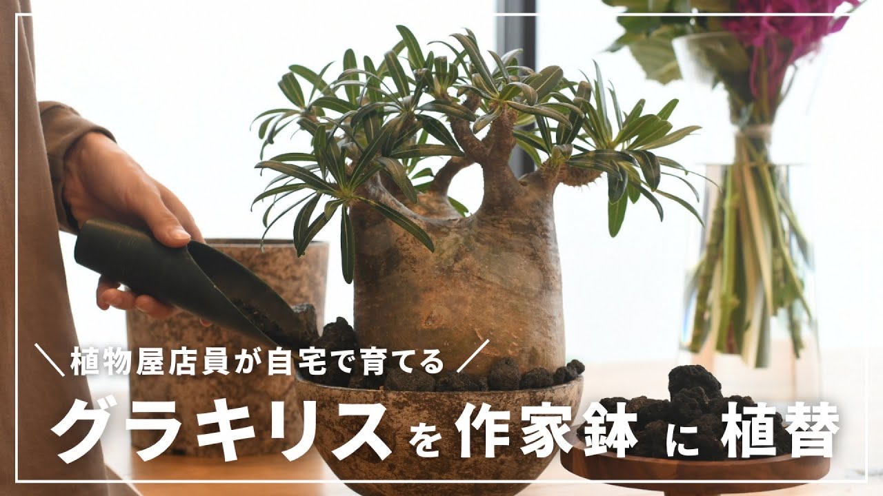 塊根植物】植物屋店員が自宅で育てるグラキリスを植替え！たけろう