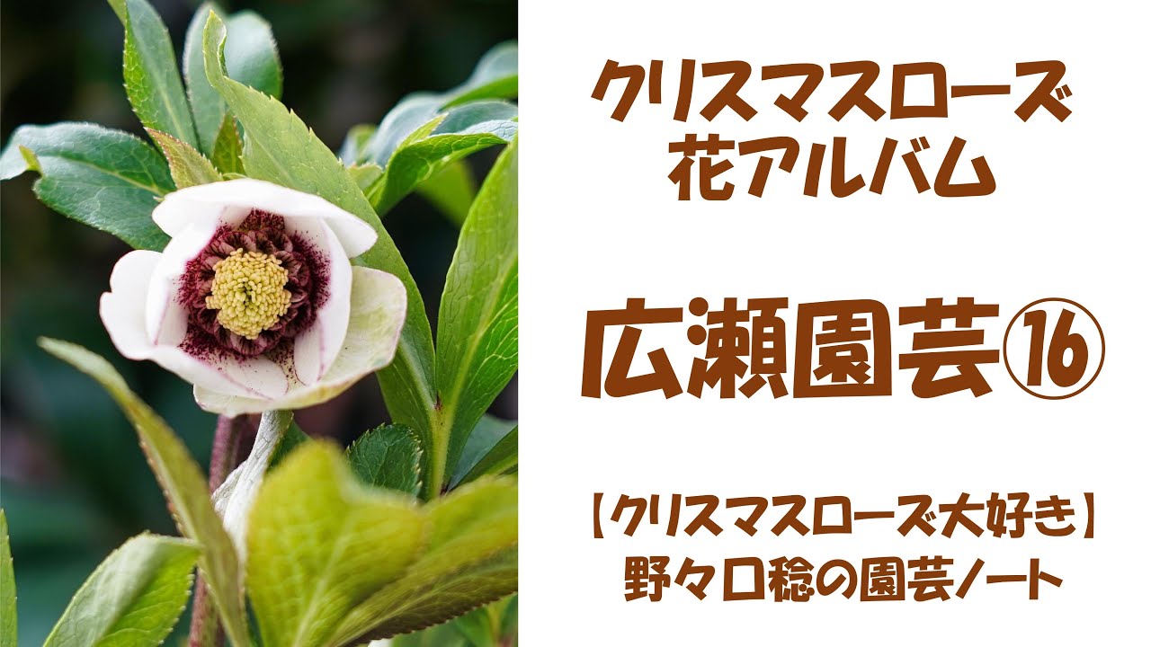 花アルバム 広瀬園芸⑯ - YouTube