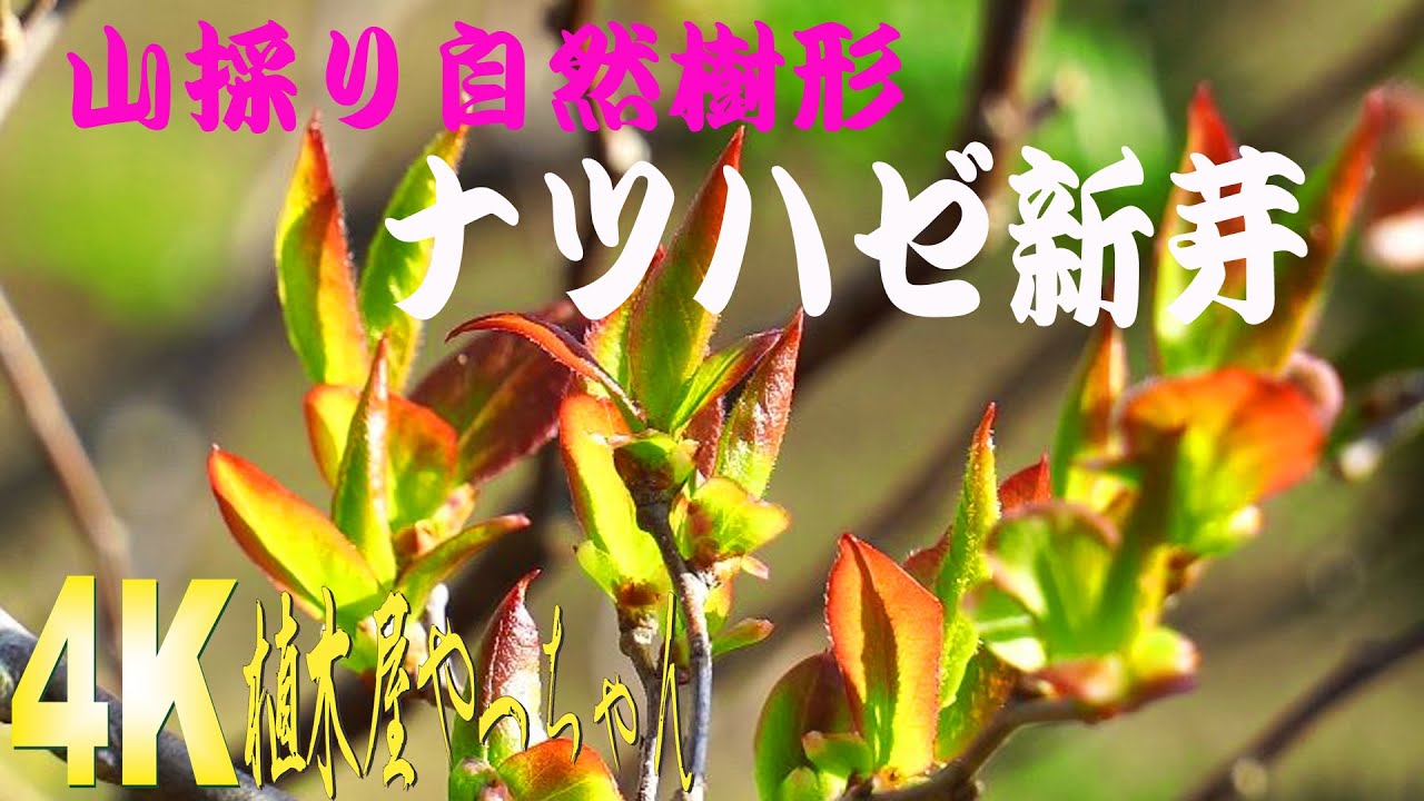 山採りナツハゼ 新芽 2023 - YouTube