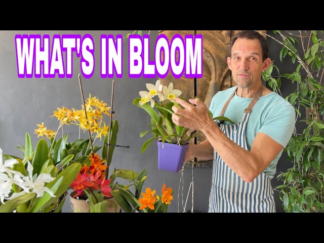 What's BLOOMING in 2025 Orchid Lovers Want to Know - YouTube