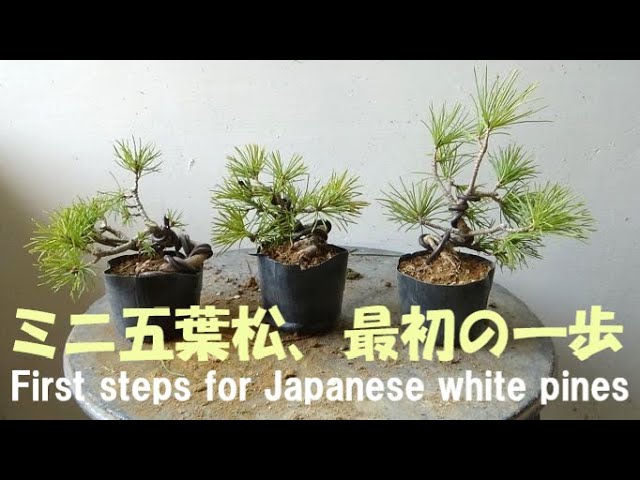 盆栽工房 春嘉 #329 【五葉松苗木の改作】ミニ盆栽、最初にやっておく