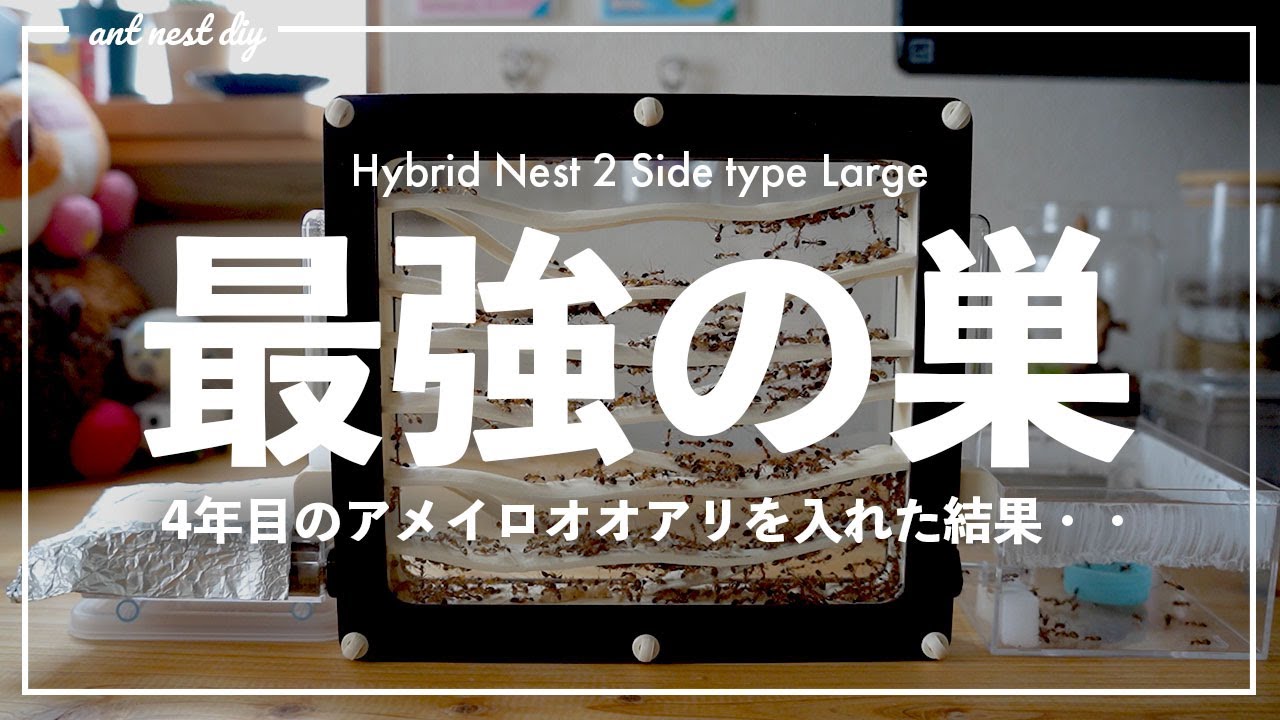全部入りのアリ飼育ケースが発売されたぞ…！【Ant case NEXST】 - YouTube
