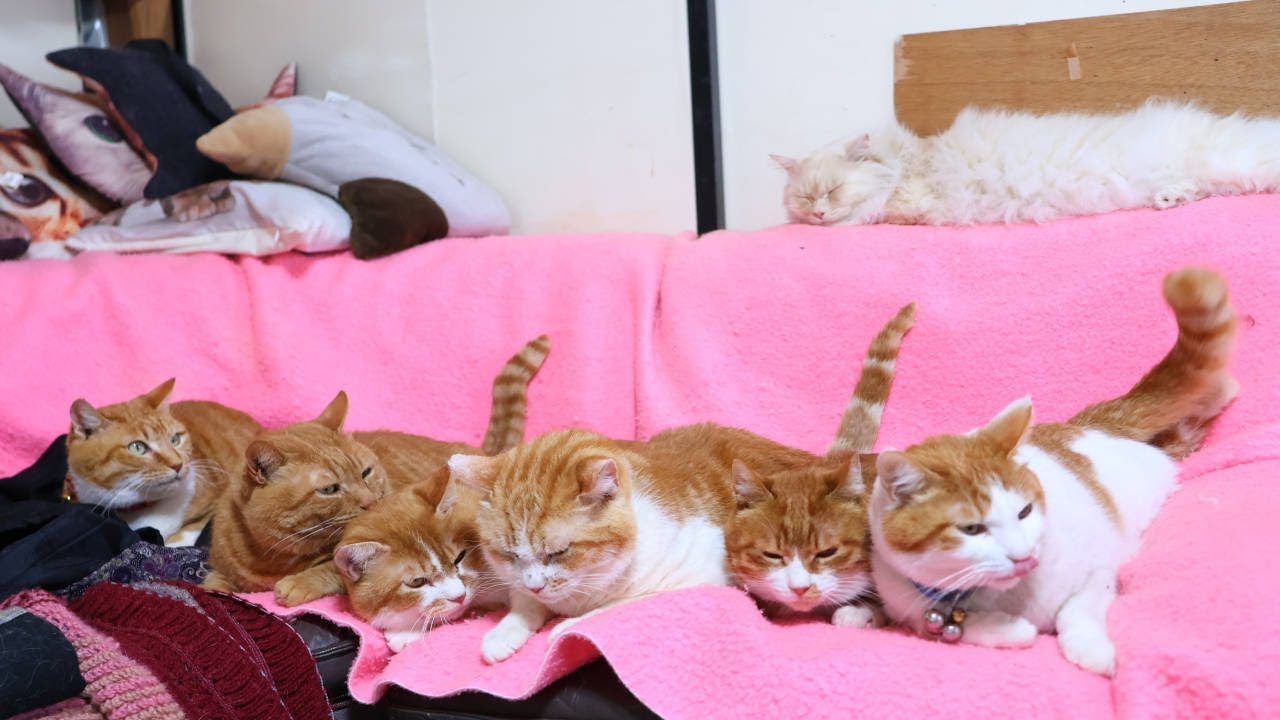 6匹の茶白猫たち 250531 - YouTube
