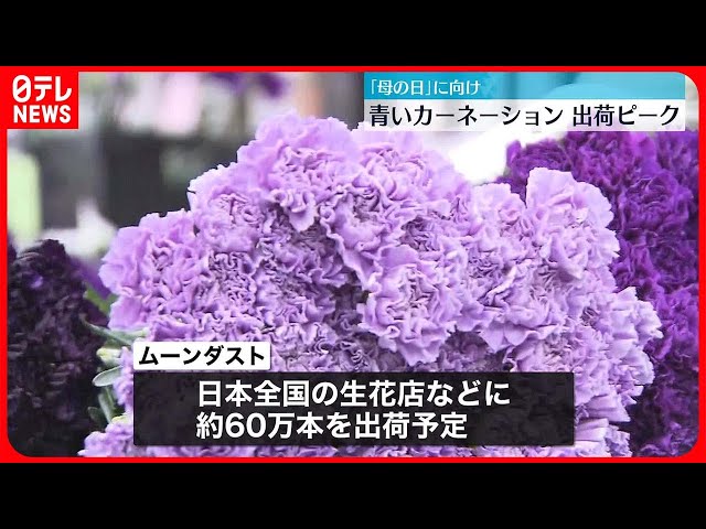 母の日に向け】「青いカーネーション」出荷ピーク - YouTube