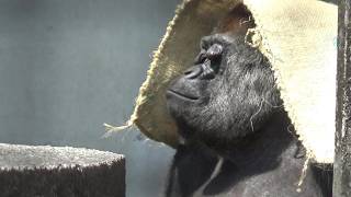 ゴリラさんが可愛い❤ Cute gorilla #231 【Cute animal videos