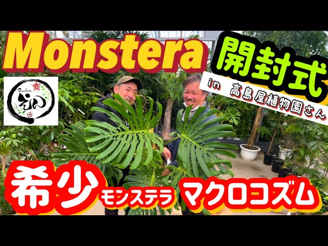 Monstera Macrocosm】 これぞ！！モンステラ マクロコズム！！高島屋