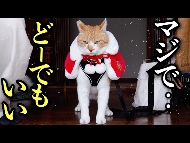 A Family Excited for Christmas, But the Cat Couldn't Care Less