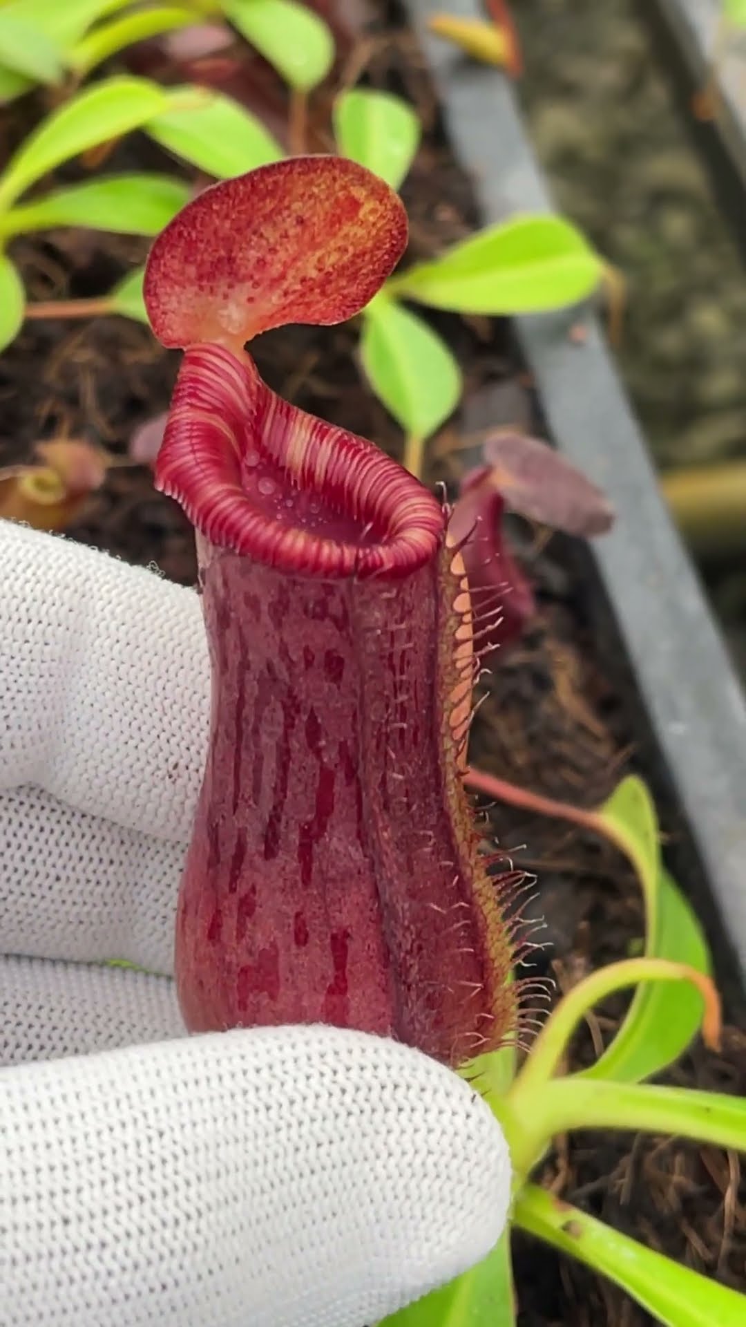 Item Short] BE-4669 | N. burkei x lowii - assorted clones