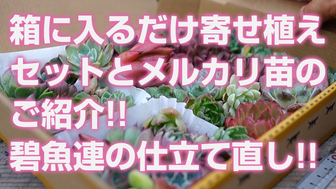 ひかる様 5苗 メルカリ便送料込 ひかる様 5苗 メルカリ便送料込 ひかる