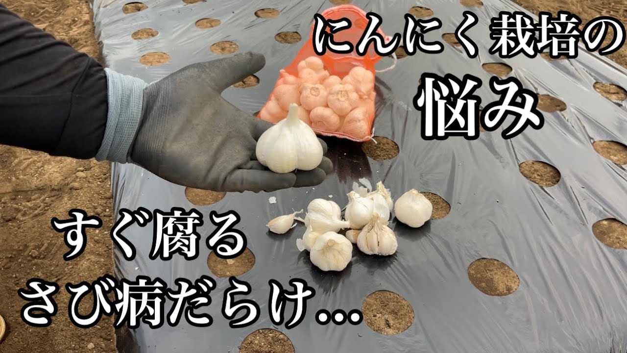 Garlic Cultivation] Why Garlic Planting in September Fails