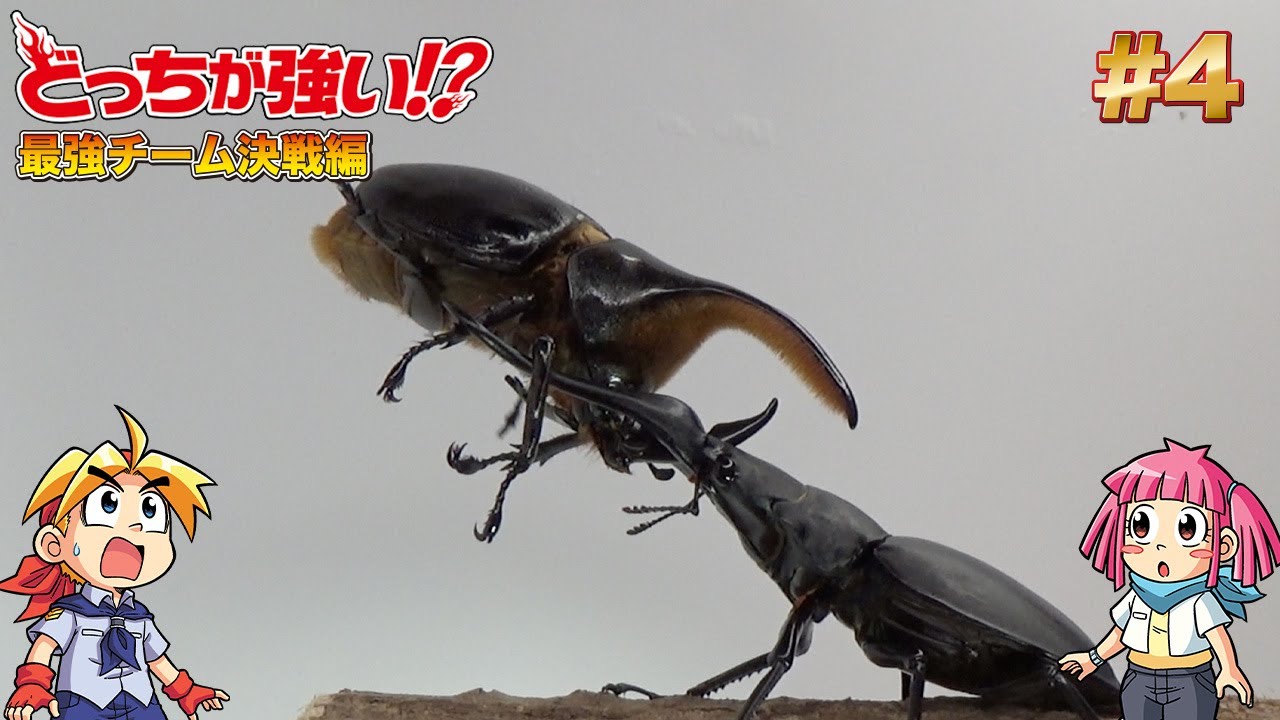 どっちが強い!?】昆虫バトル サタンオオカブトvsギラファ