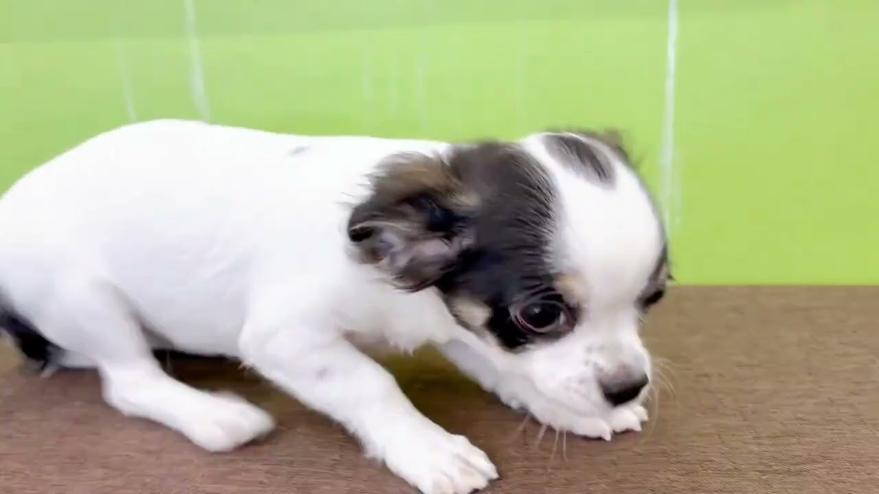 チワワちゃん - YouTube