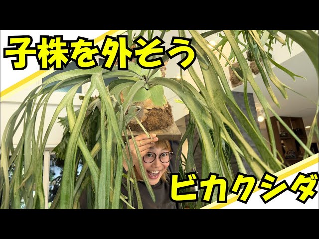 ビカクシダの株分け&板付け LIVE✨🌱 - YouTube