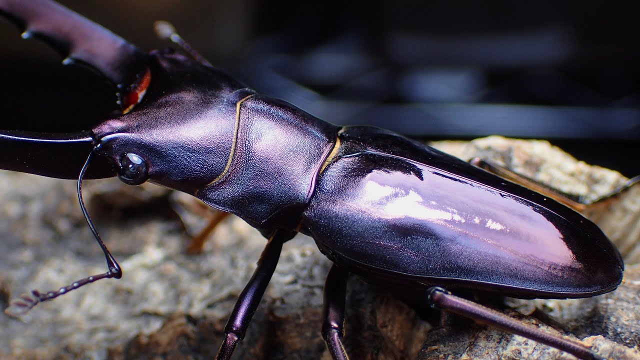 The most beautiful specimen ever to emerge: Digging up an adult
